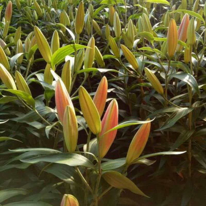 荷兰百合3~4凌源鲜花批发价