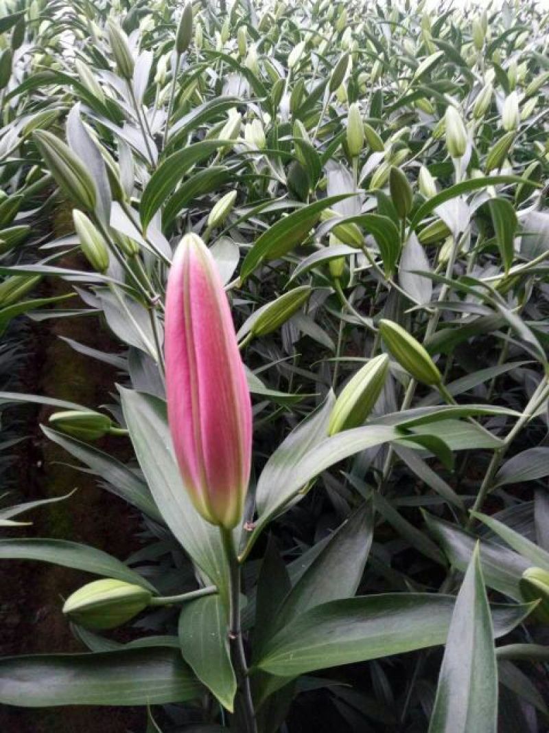 荷兰百合3~4凌源鲜花批发价