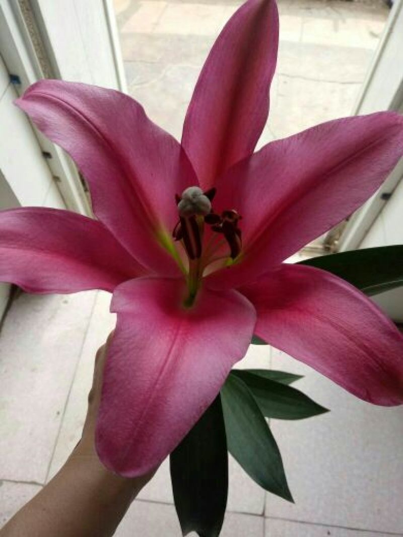 荷兰百合3~4凌源鲜花批发价