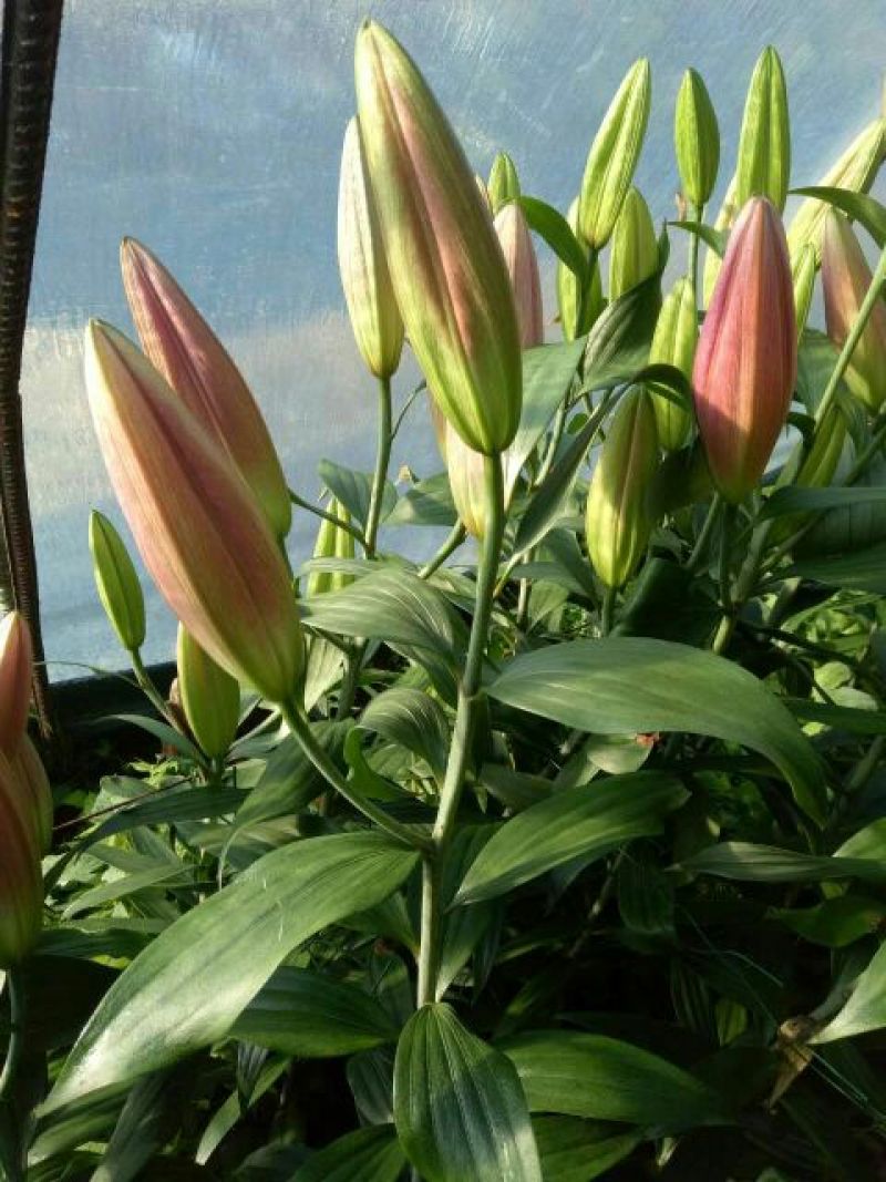 荷兰百合3~4凌源鲜花批发价