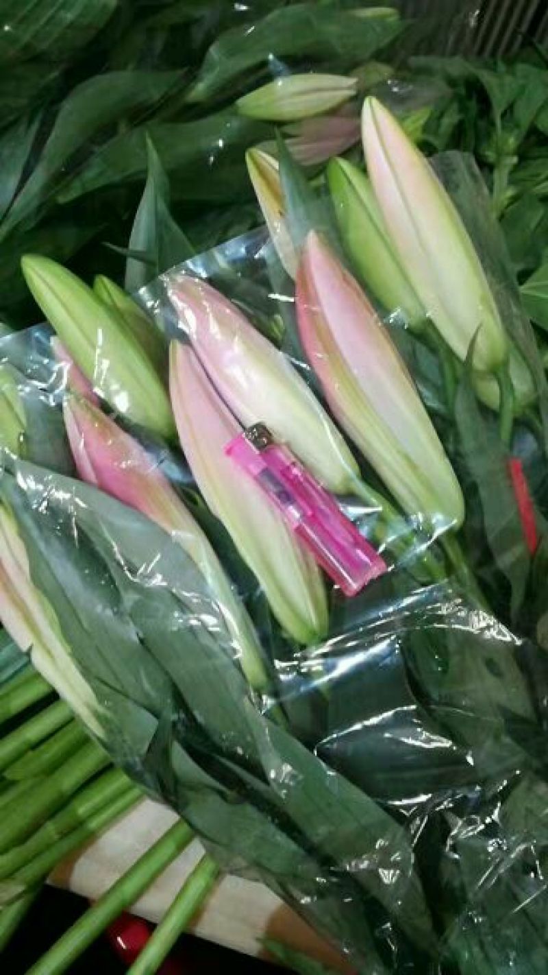 荷兰百合3~4凌源鲜花批发价