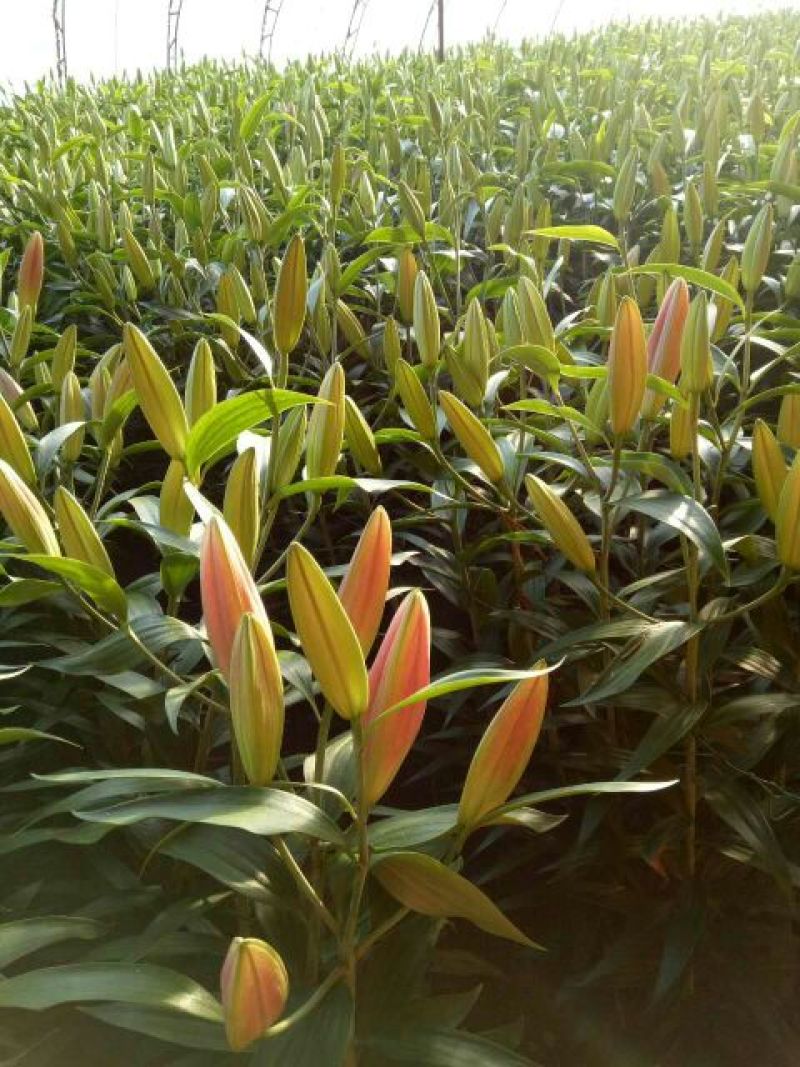 荷兰百合3~4凌源鲜花批发价