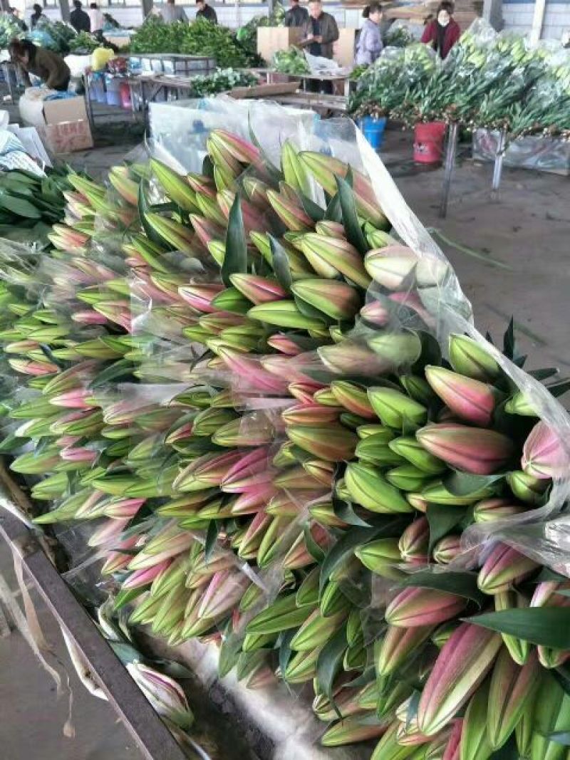 荷兰百合3~4凌源鲜花批发价