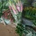 荷兰百合3~4凌源鲜花批发价