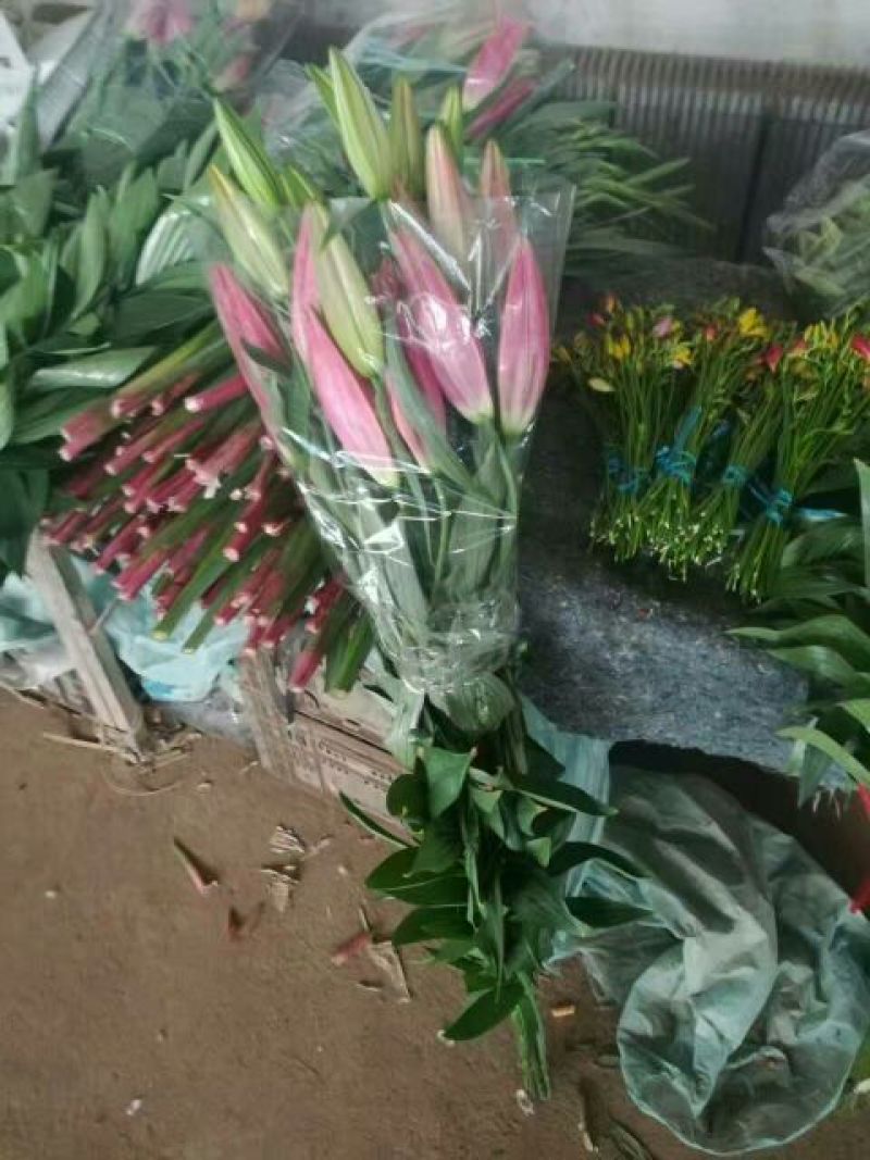 荷兰百合3~4凌源鲜花批发价