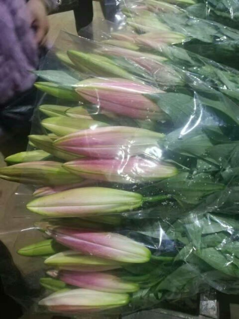 荷兰百合3~4凌源鲜花批发价