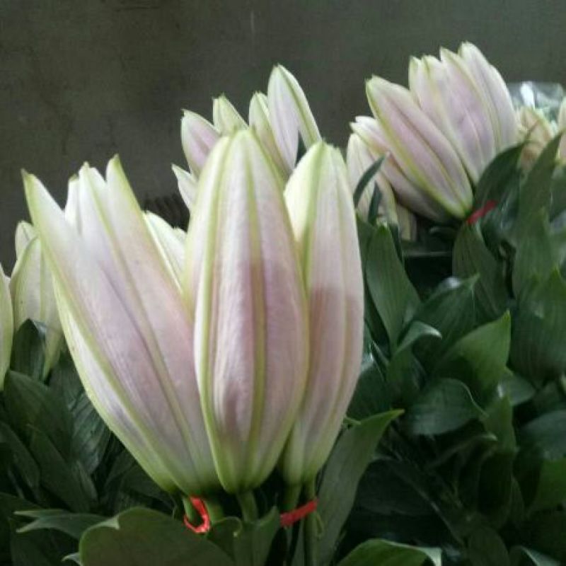 荷兰百合3~4凌源鲜花批发