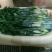 荷兰百合3~4凌源鲜花批发