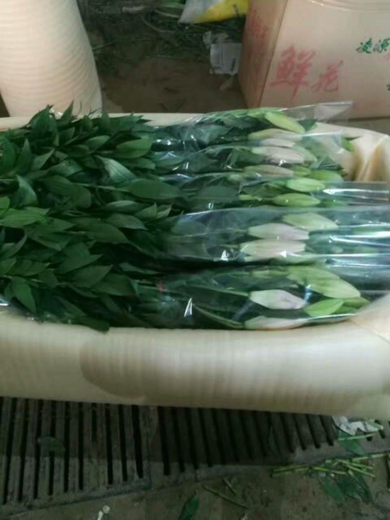 荷兰百合3~4凌源鲜花批发