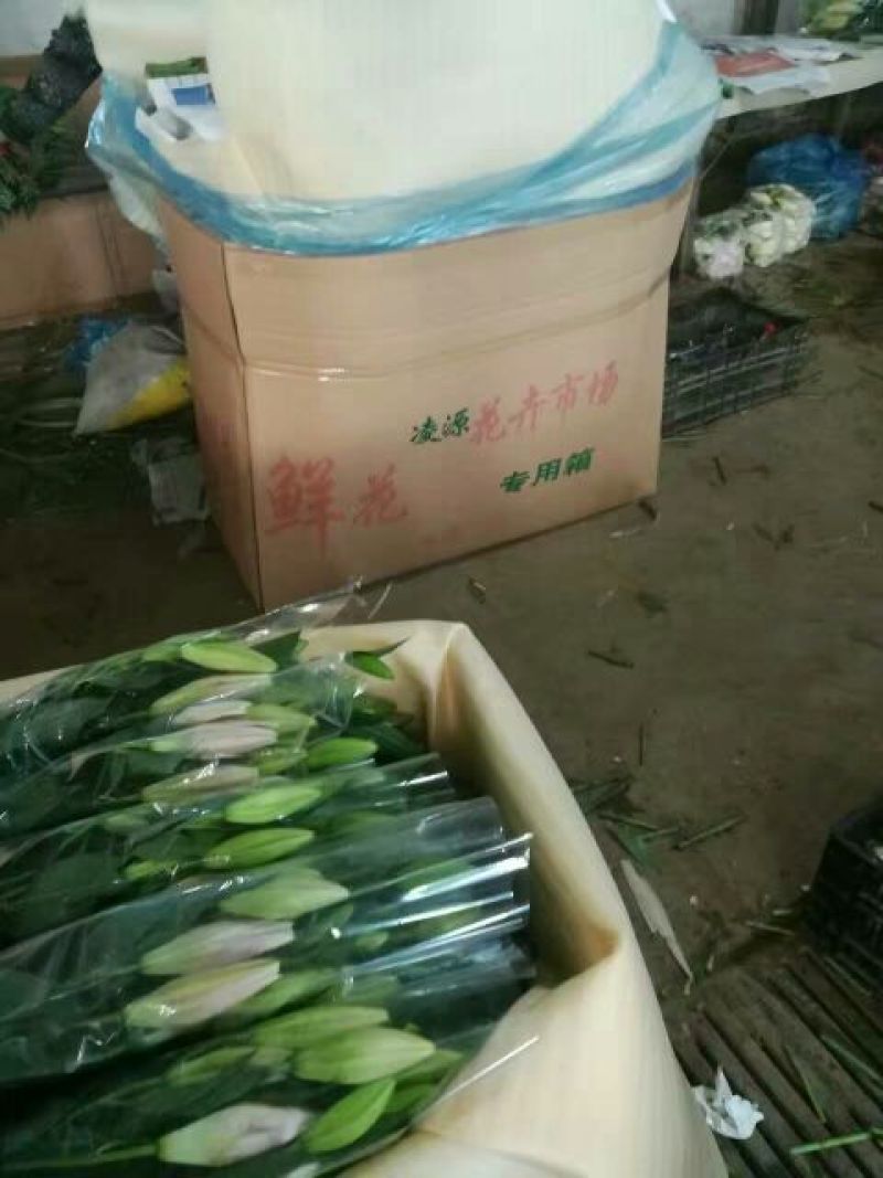 荷兰百合3~4凌源鲜花批发