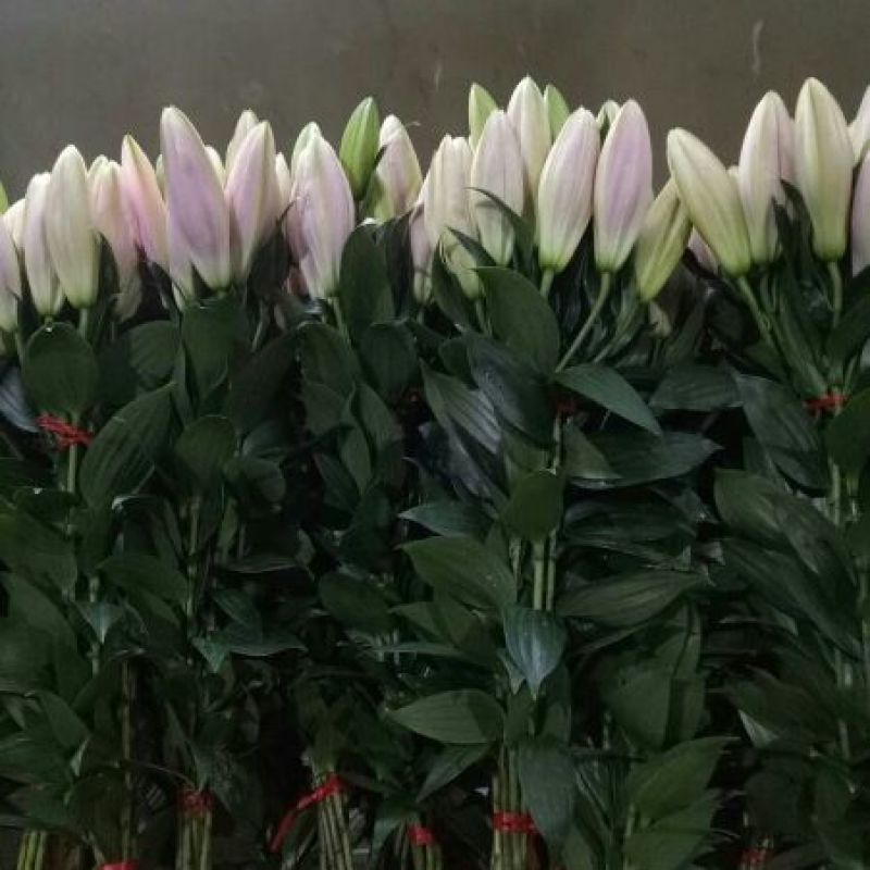 荷兰百合3~4凌源鲜花批发