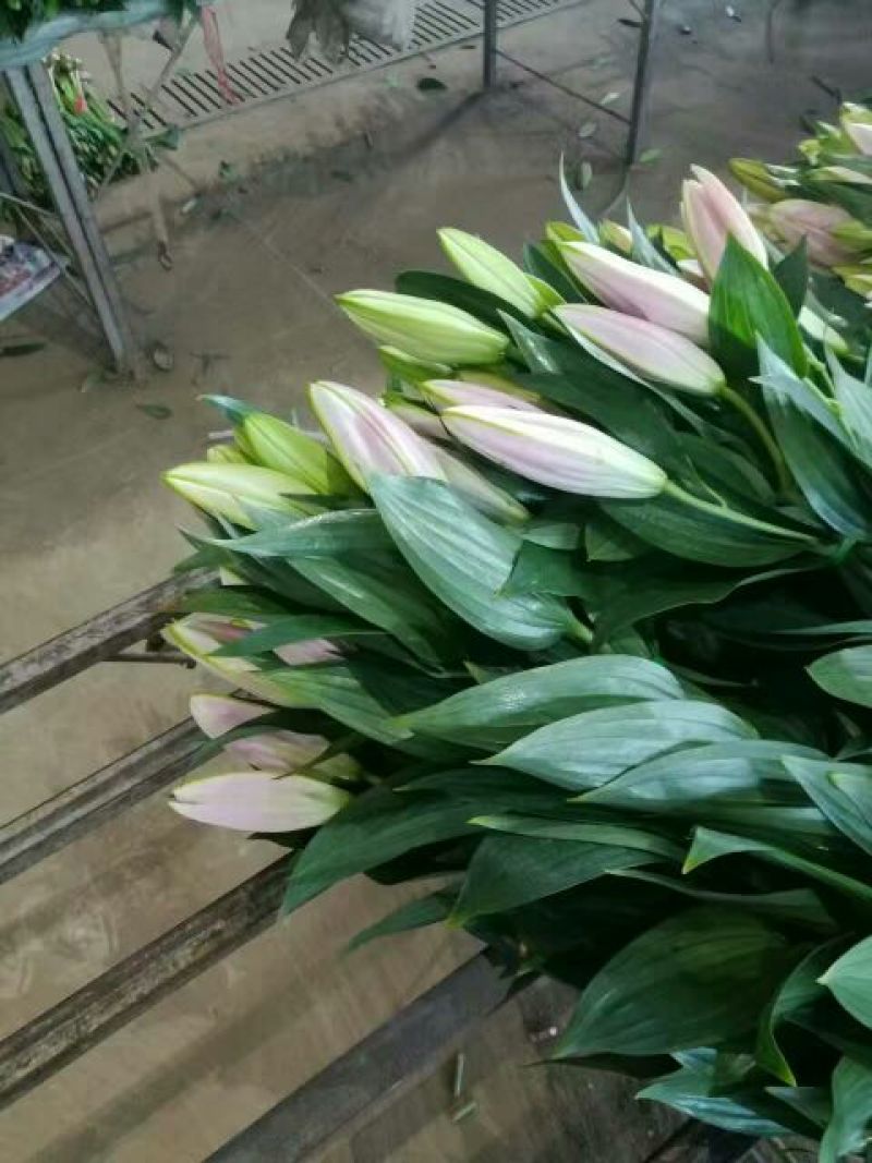 荷兰百合3~4凌源鲜花批发