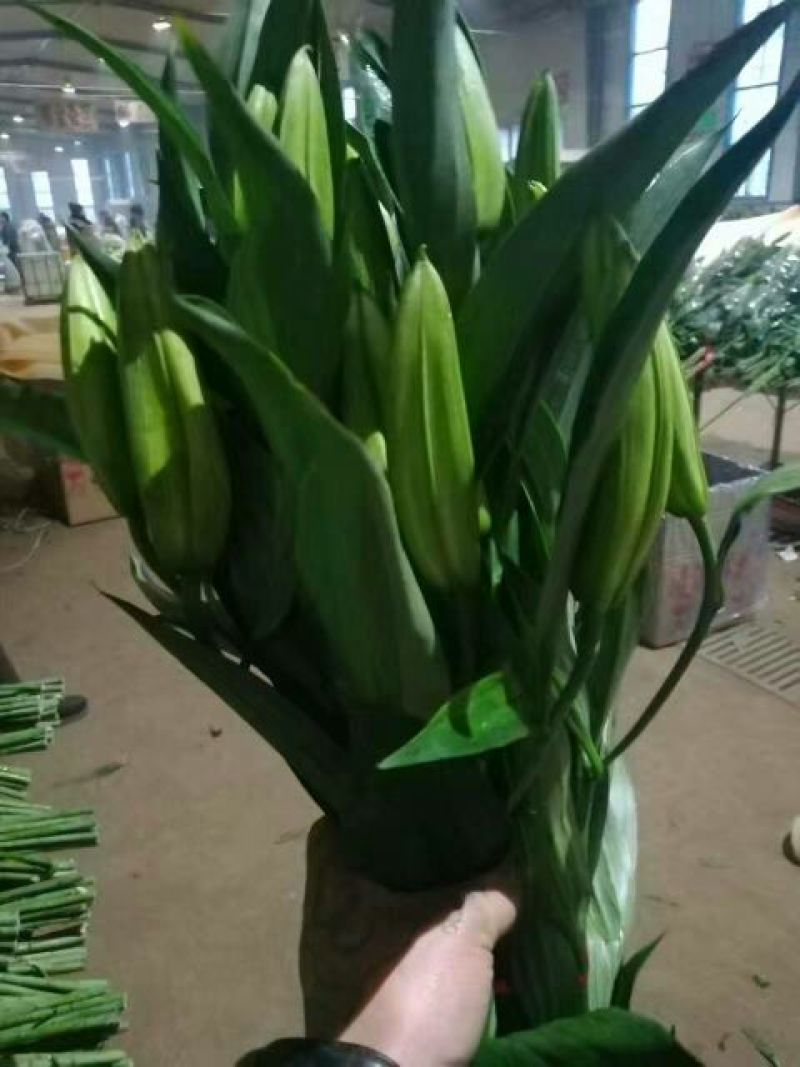 荷兰百合3~4凌源鲜花批发