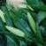 荷兰百合3~4凌源鲜花批发