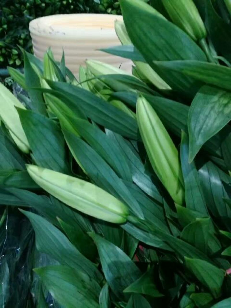 荷兰百合3~4凌源鲜花批发
