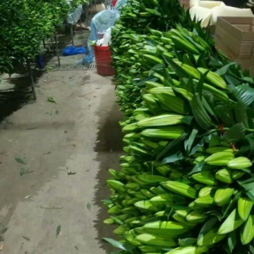 荷兰百合3~4凌源鲜花批发
