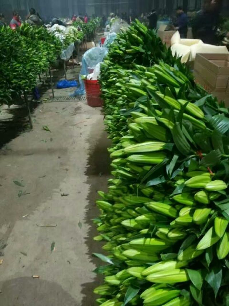 荷兰百合3~4凌源鲜花批发