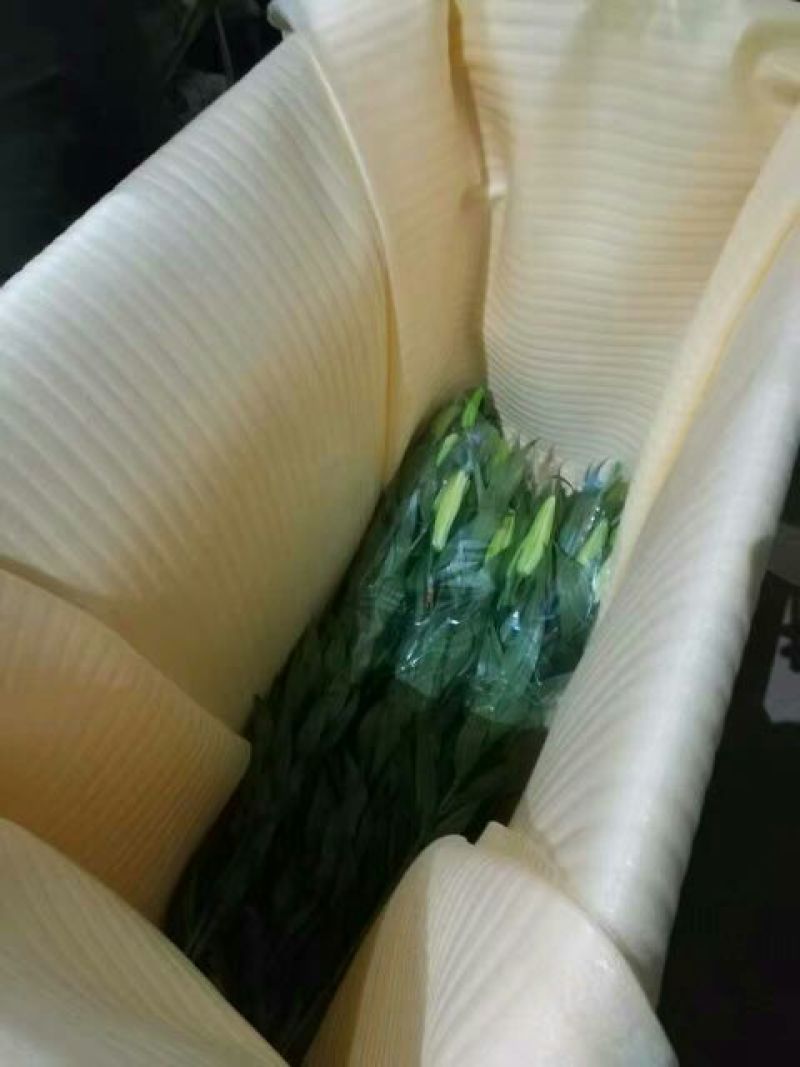 荷兰百合3~4凌源鲜花批发