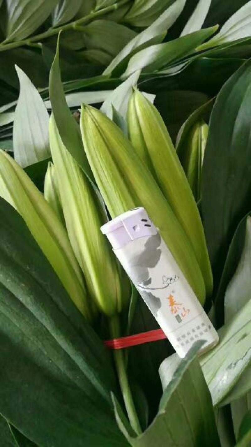 荷兰百合3~4凌源鲜花批发