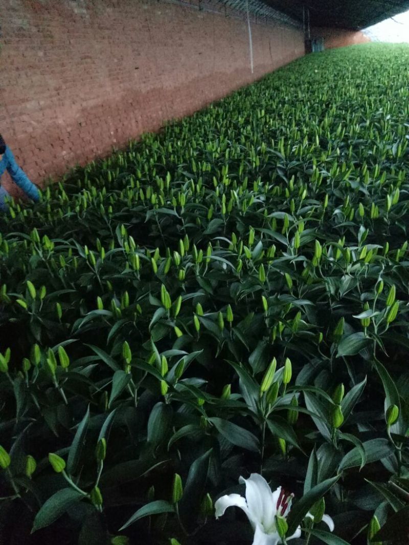 荷兰百合3~4凌源鲜花批发
