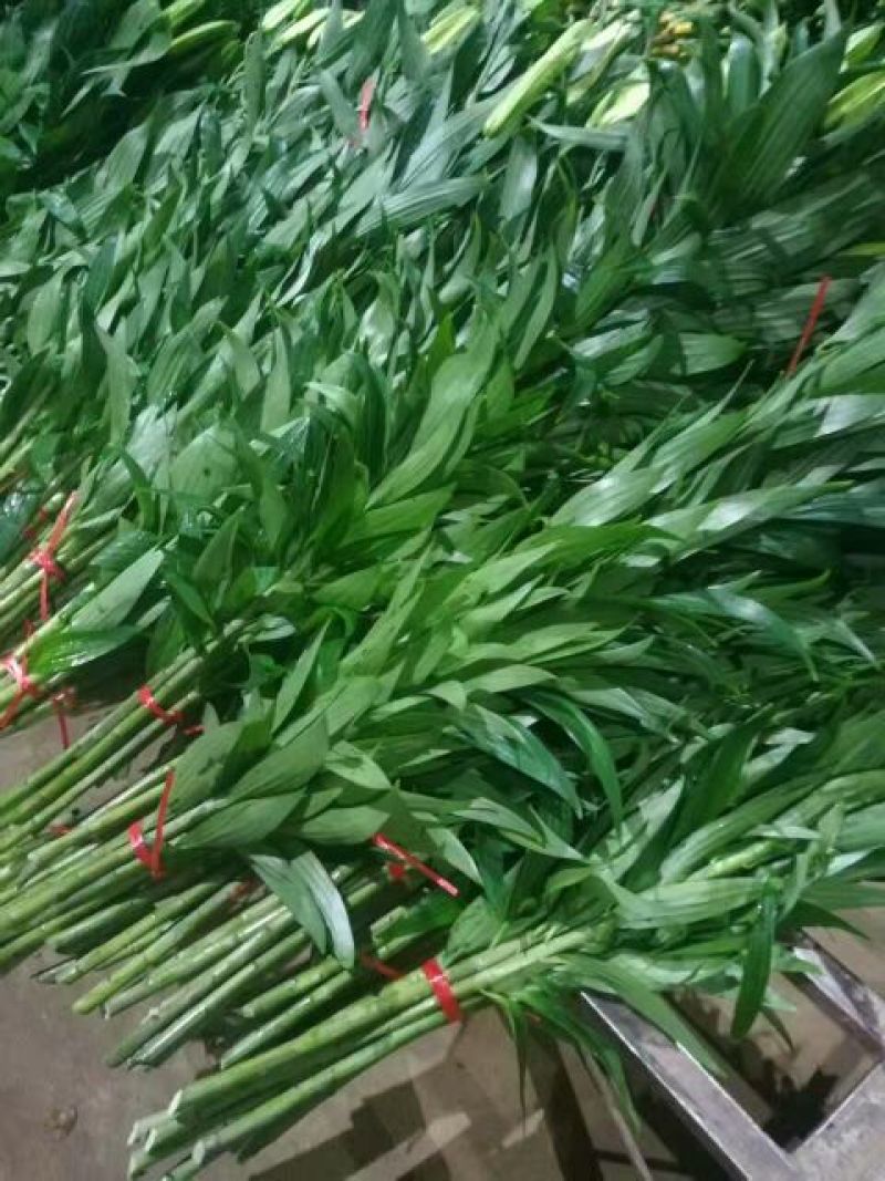 荷兰百合3~4凌源鲜花批发