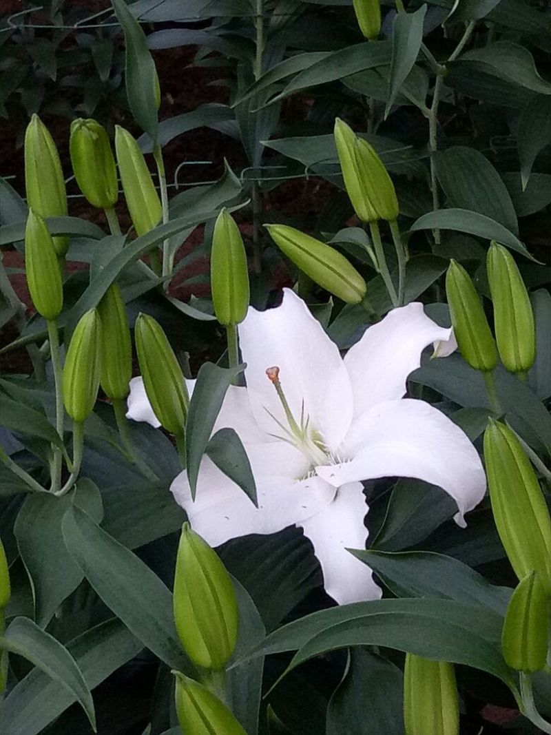 荷兰百合3~4凌源鲜花批发