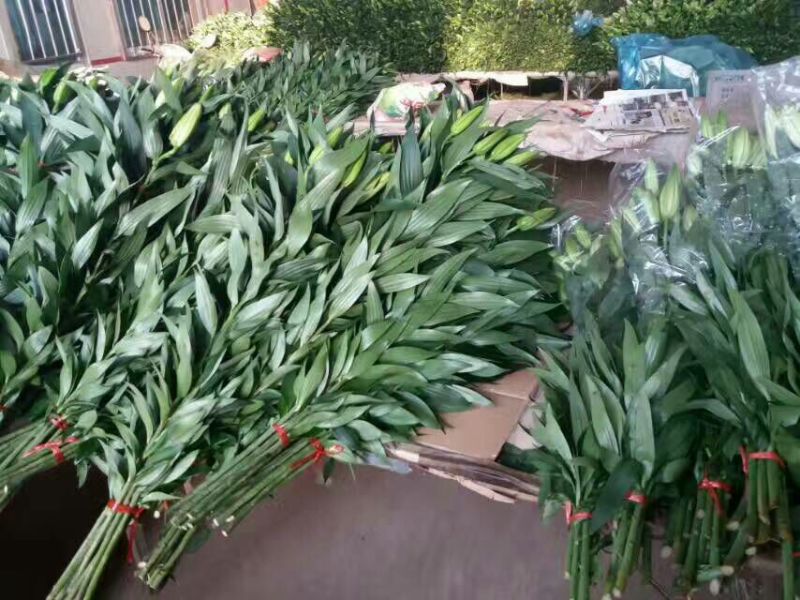 荷兰百合3~4凌源鲜花批发