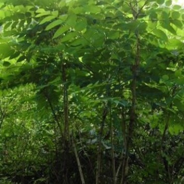 矮杞树