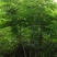 矮杞树
