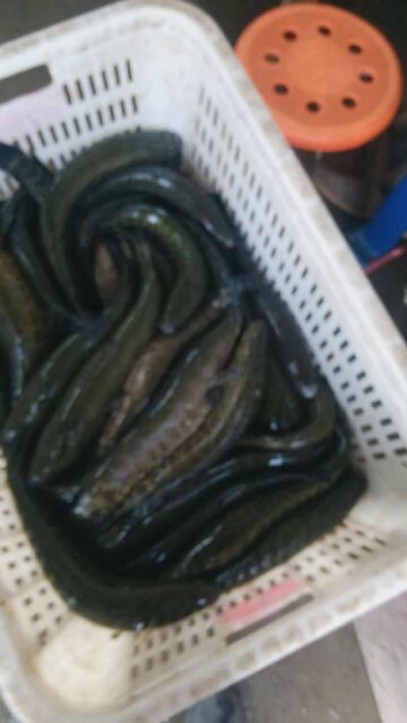 黑鱼微山湖自然生长大量批发可以现场看货