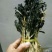 白菜干