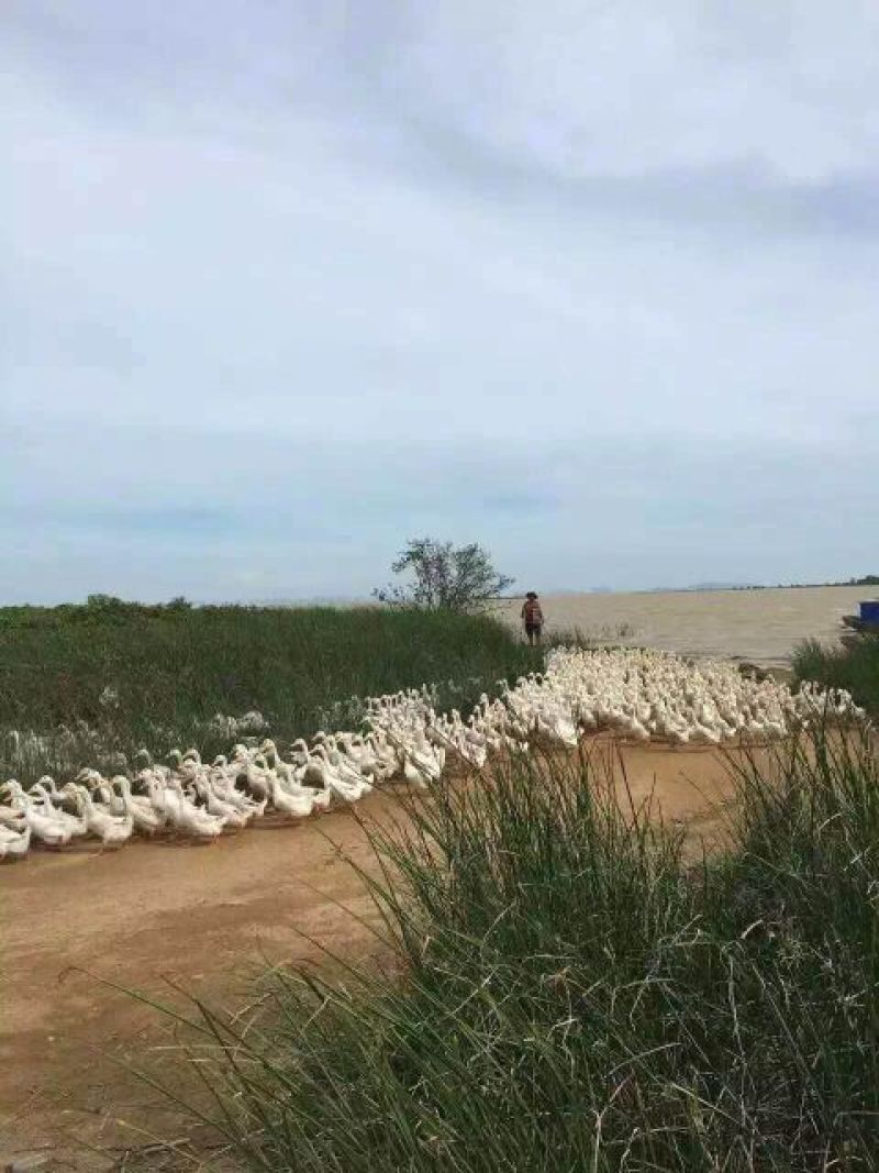 海鸭蛋新鲜海鸭蛋