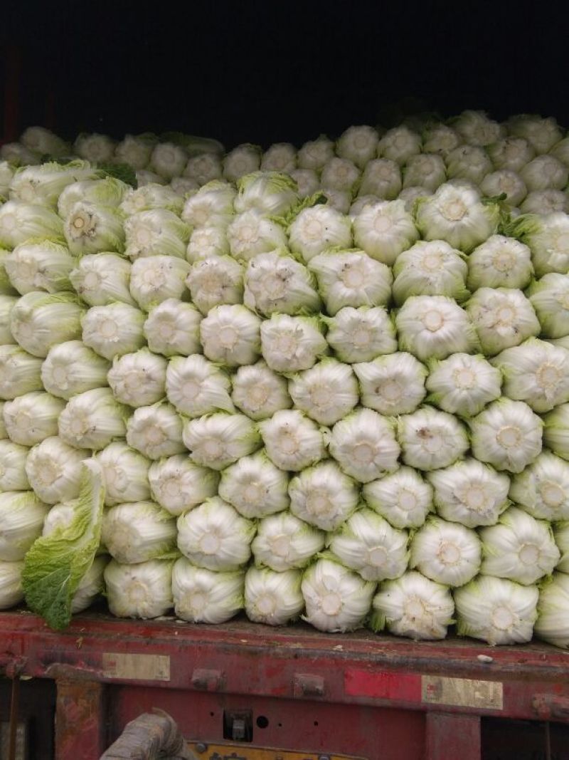 河北黄心大白菜，玲珑黄大白菜，外表青秀，产地直供一手货源