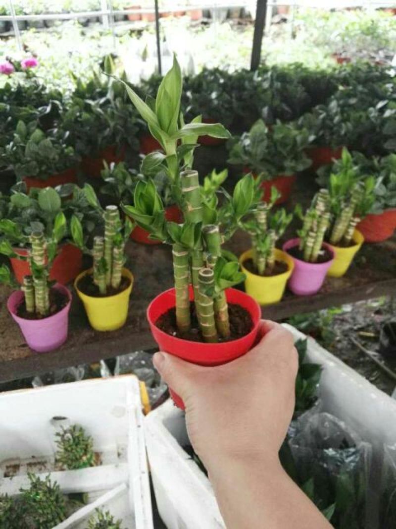 富贵竹10cm以上
