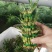 富贵竹10cm以上