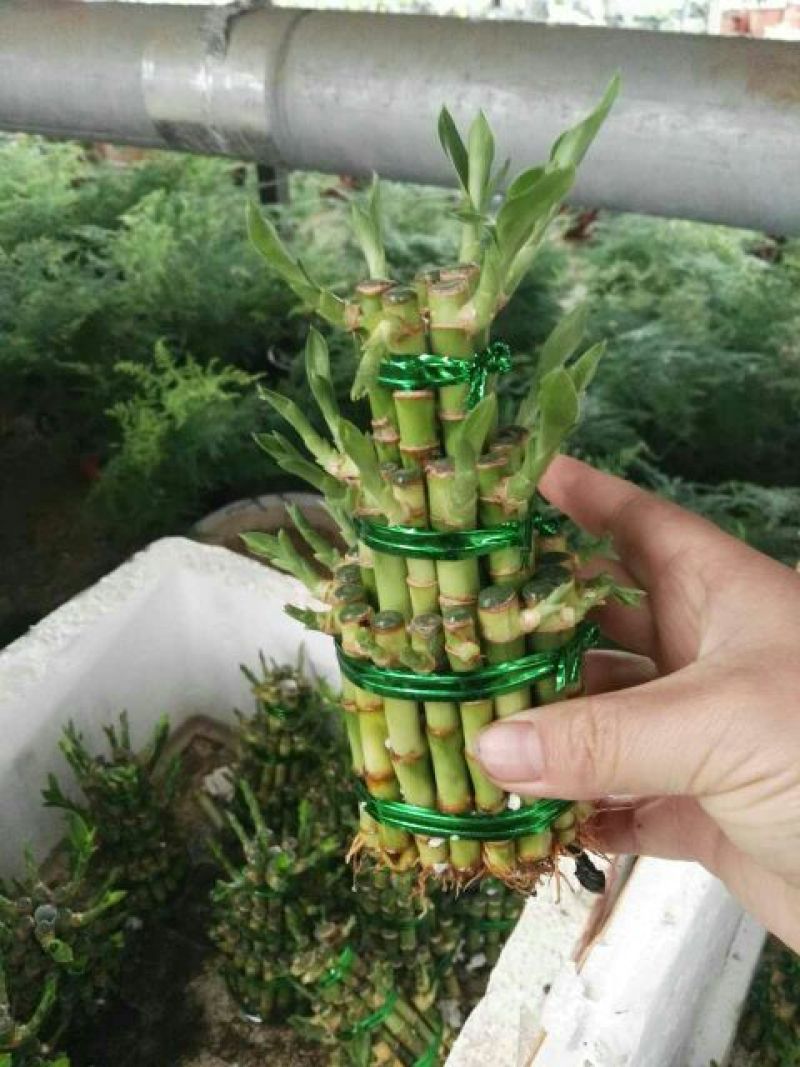 富贵竹10cm以上