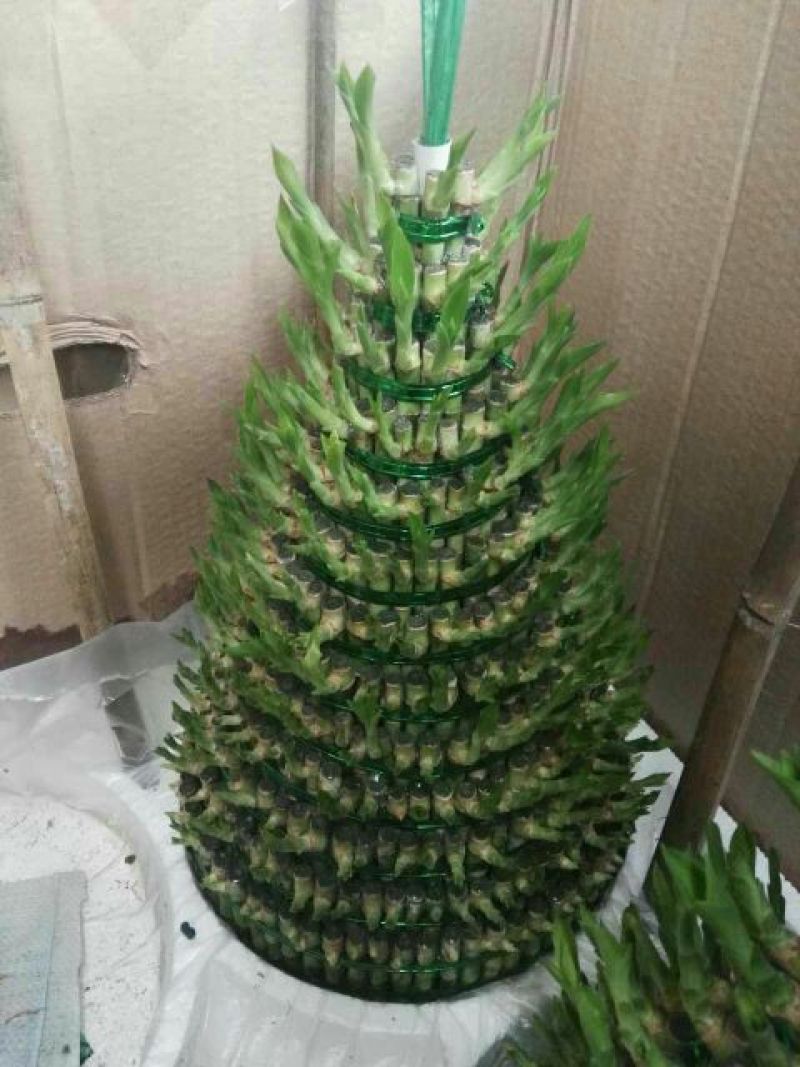 富贵竹10cm以上
