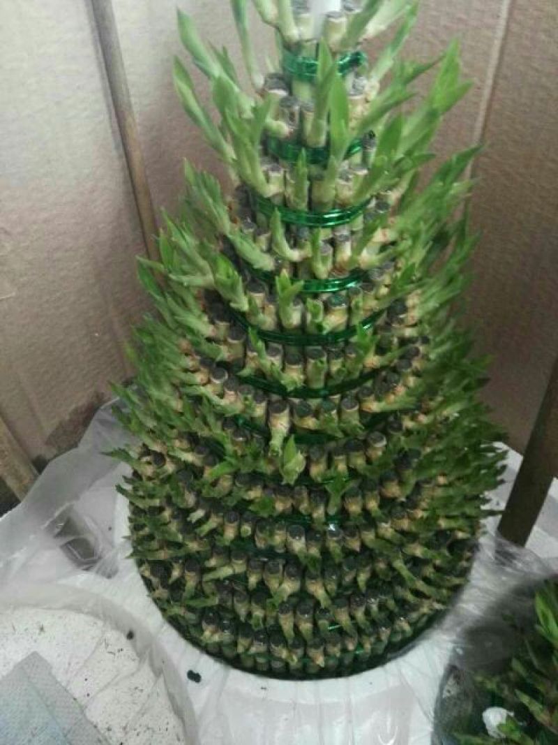 富贵竹10cm以上