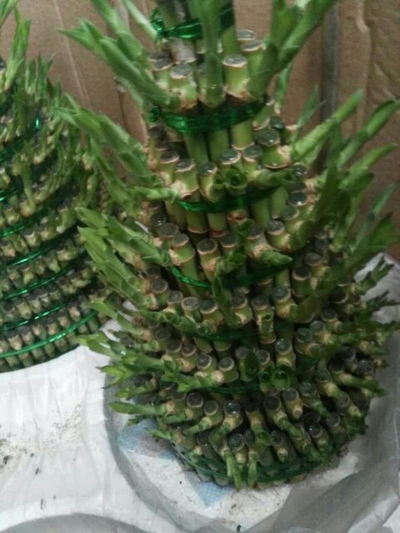 富贵竹10cm以上