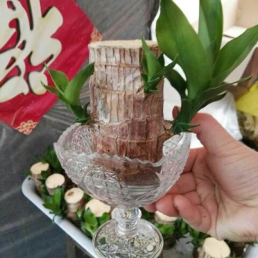 富贵竹8~10cm