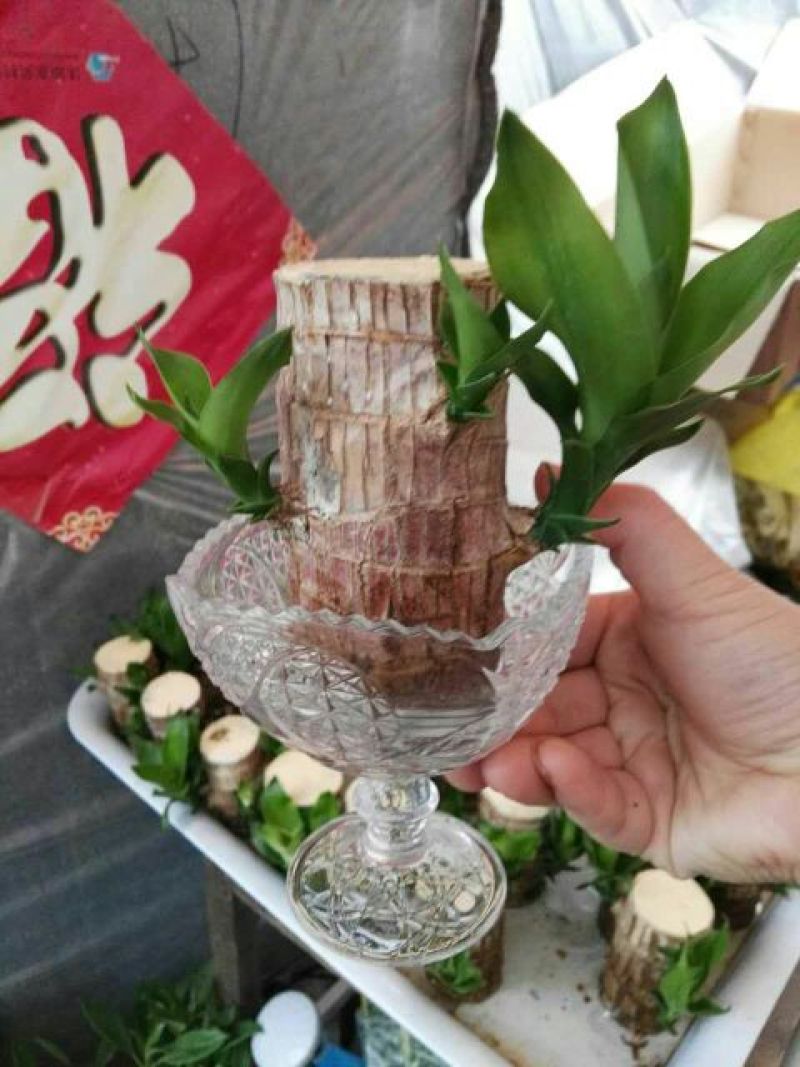 富贵竹8~10cm