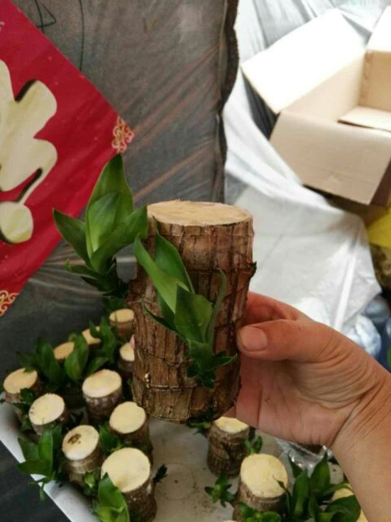 富贵竹8~10cm