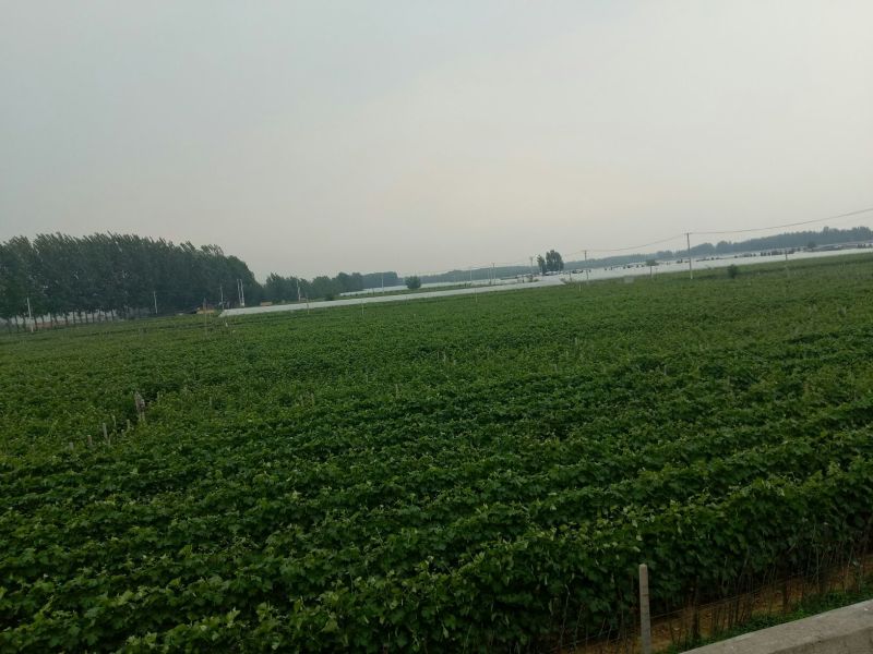 乒乓球葡萄藤稔葡萄产地直发