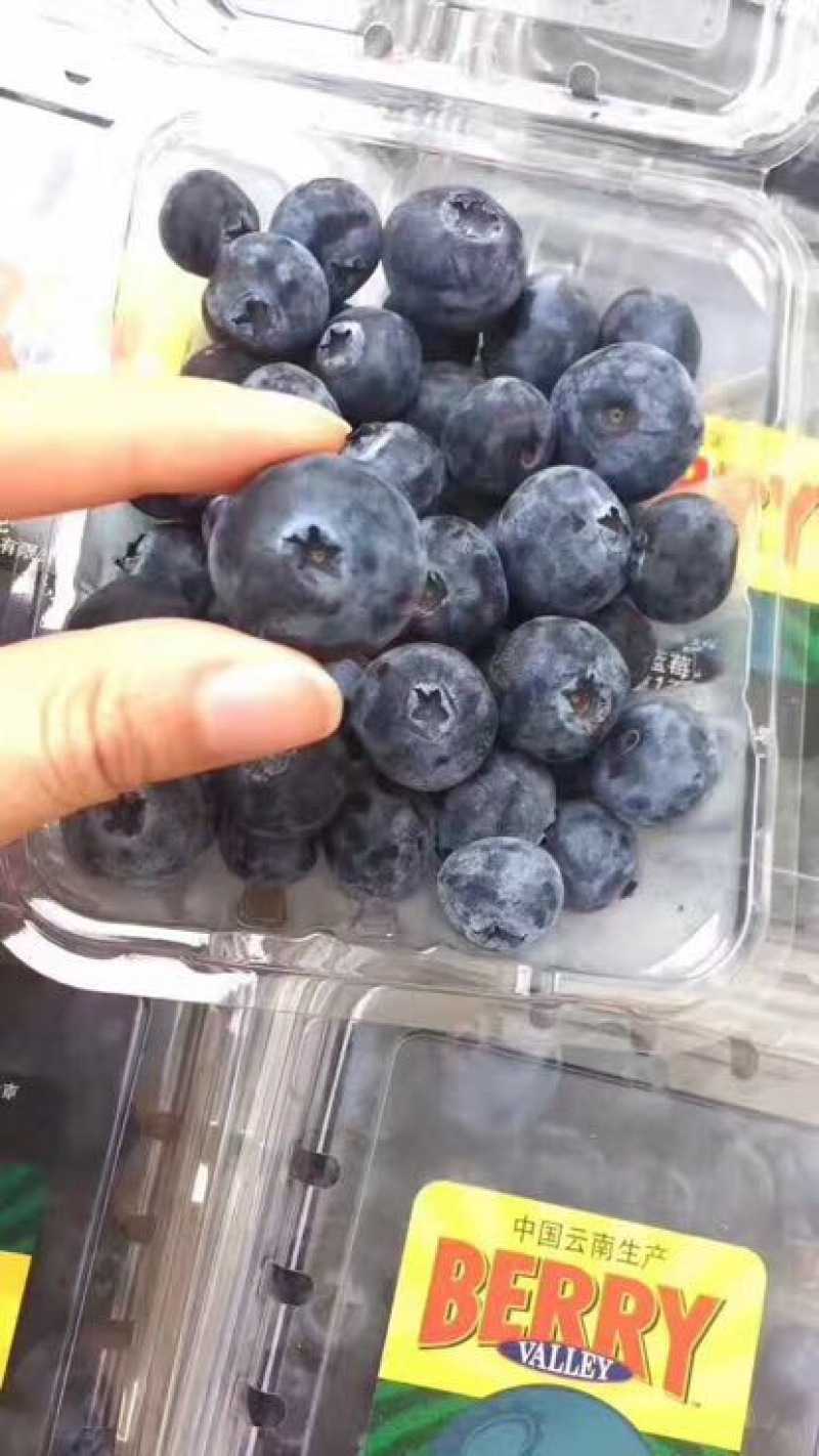 蓝莓