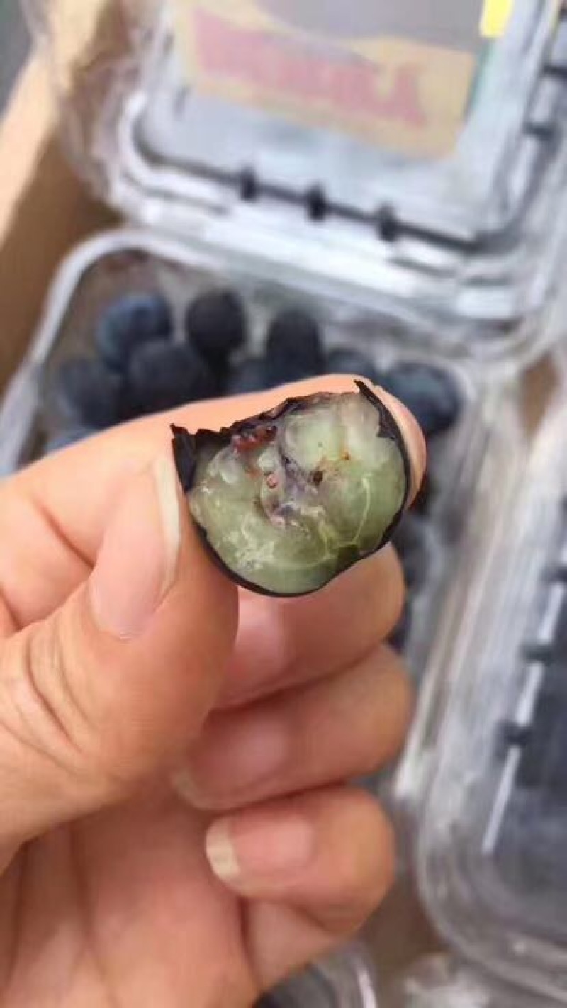 蓝莓