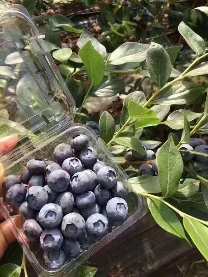 蓝莓