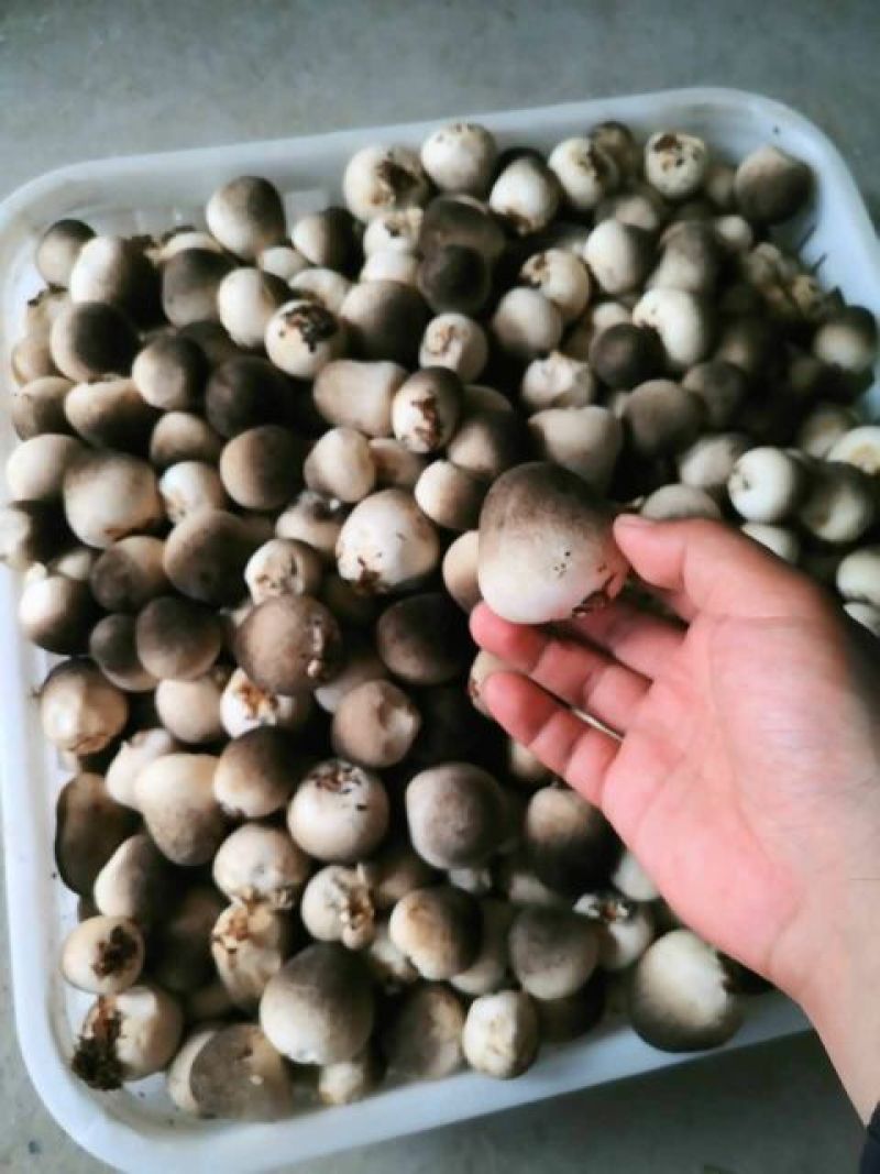 鲜草菇92%特级