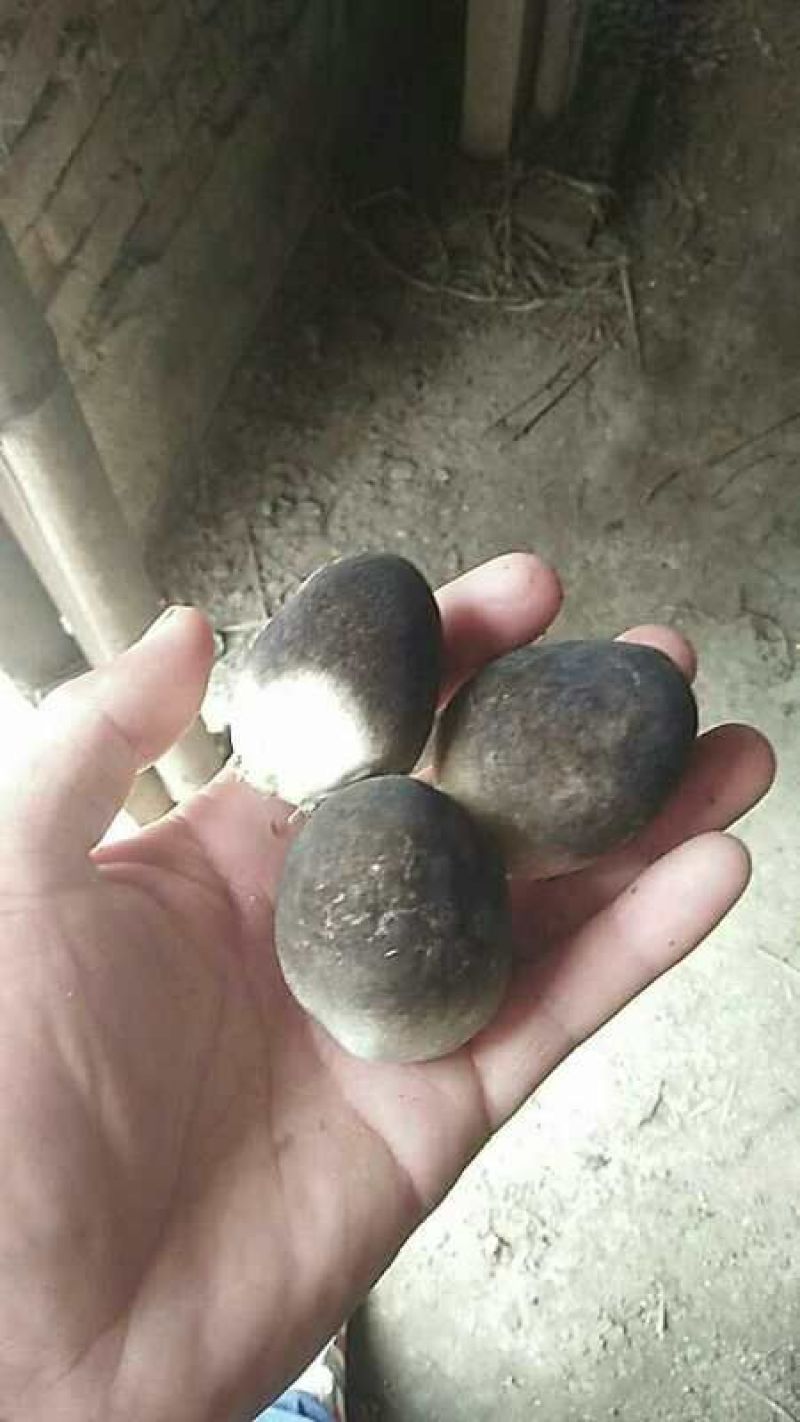 鲜草菇92%特级