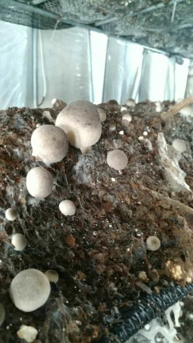 鲜草菇92%特级
