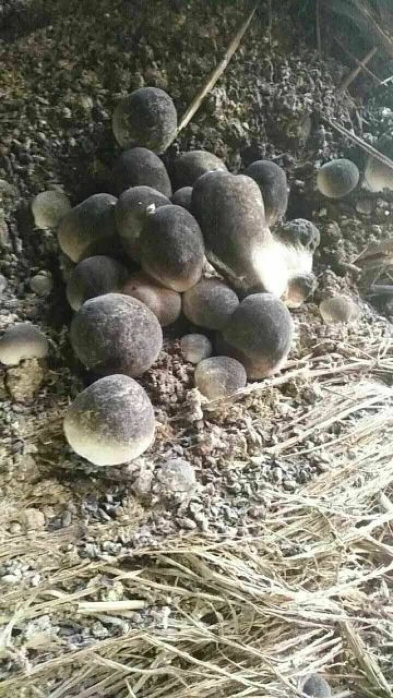鲜草菇92%特级